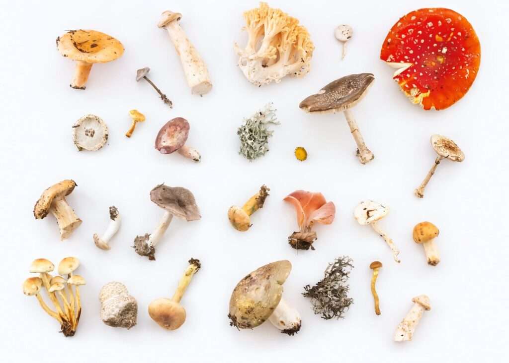 Best Strains of Psychedelic Mushrooms