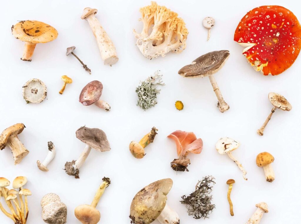 Best Strains of Psychedelic Mushrooms